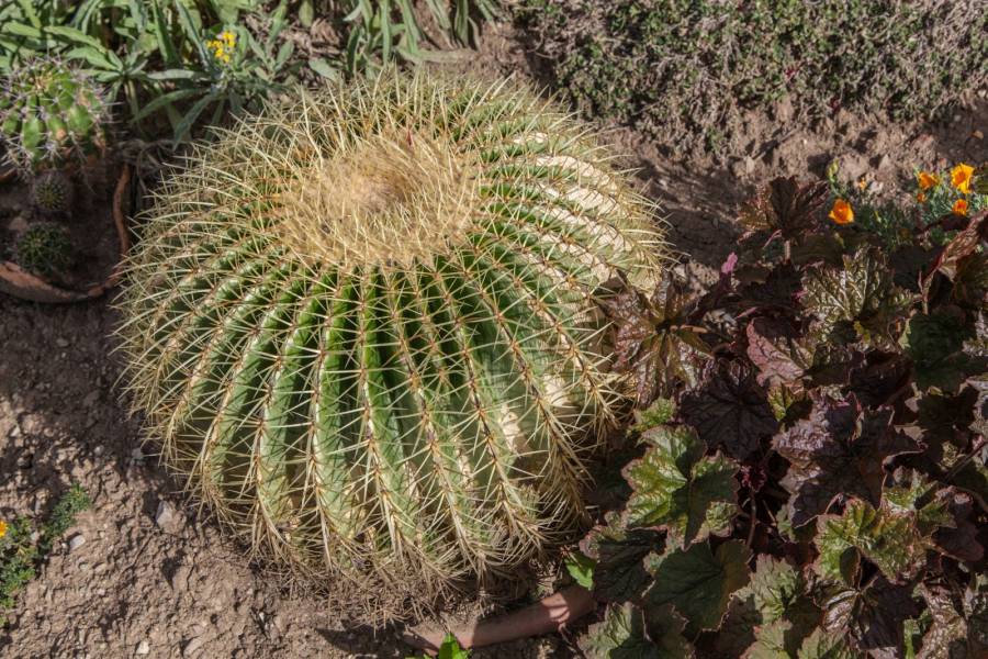 kaktus creme CACTUS main image 0