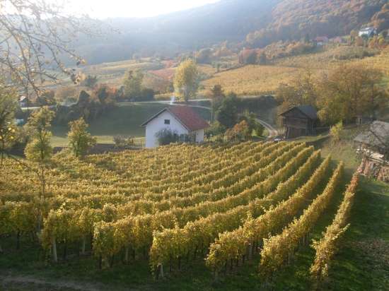 Opravili pozno trgatev