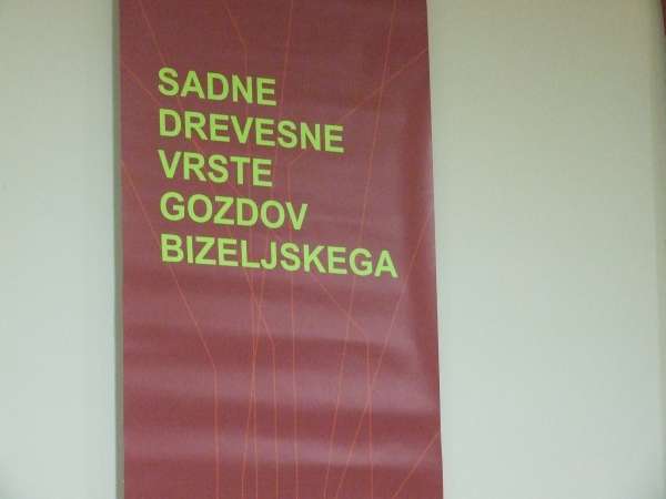 Drevesa Bizeljskega dobro obiskana