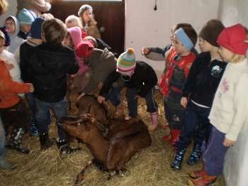 Škratki na obisku pri kozicah