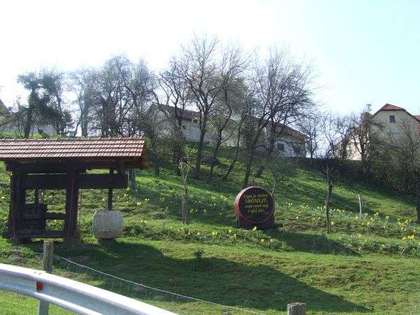 Šopki narcis na sromeljskem gričku